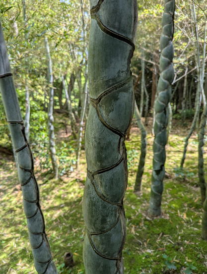 The unusual 'turtle shell bamboo', which grows in such a way that the stalk segments look like the shell of a tortoise.