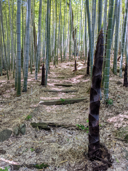Bamboo shoots in a bamboo grove.