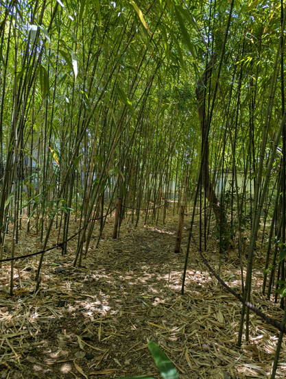 Although it is difficult to see here these bamboo stalks grow in a squarish shape. They were prized by tea masters for use in tea rooms.