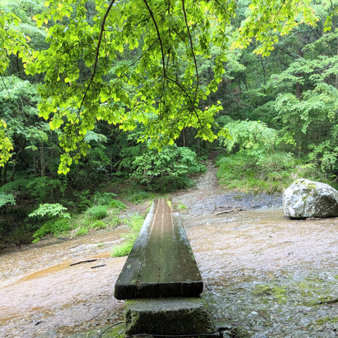 新緑の滑川渓谷の写真