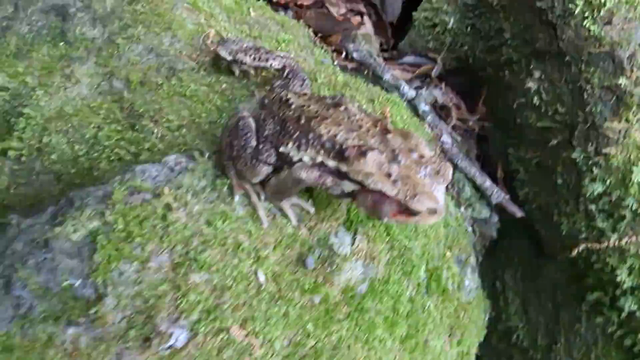 蟇の写真