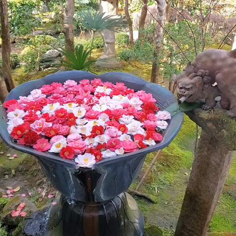 Flower basin filled with red, pink and white camellia flowers.