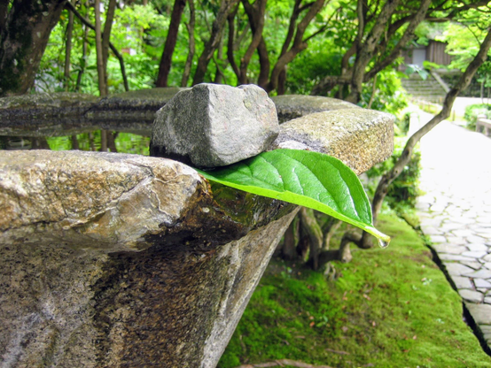 A camellia leaf channels a drip of water from the water basin at Honen-in.
