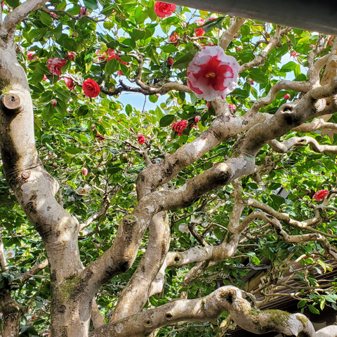 Camellia bush at Honen-in.