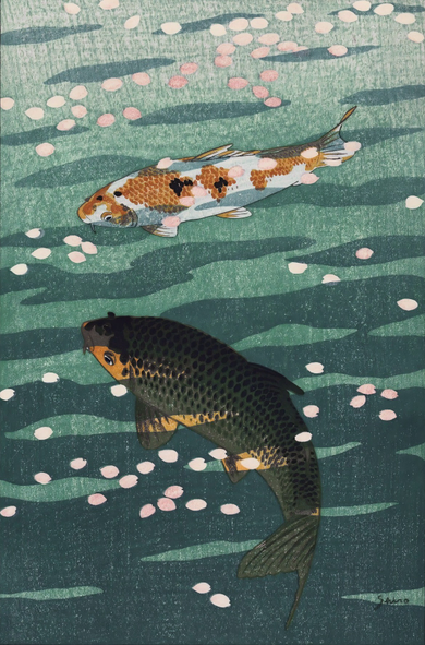 Two koi swim just below the surface of a pond. One fish looks like a Sanshoku type with white, orange and black colours; the other looks like a dark-coloured Matsuba type. Pink cherry blossom petals float on the surface of the green-tinted water.