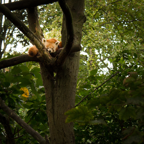 Un panda roux dormant blotti dans de grosses branches d’un arbre