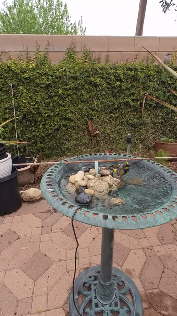 Hummingbird bird bath ￼