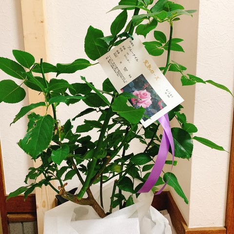 薔薇の大苗。品種はブルーナイル。
