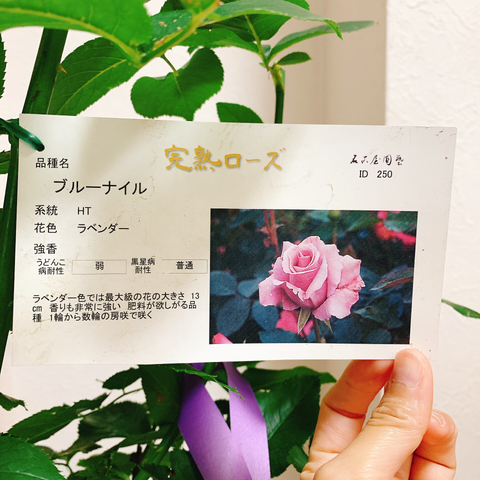 ブルーナイルの説明書