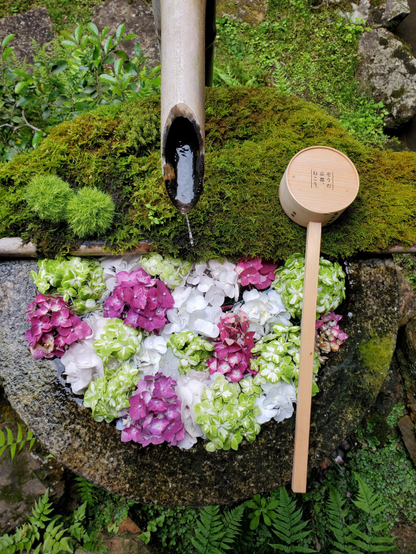 Rainy season marks the appearance of hydrangeas in Japan.