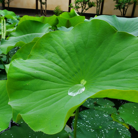 Water gathers on a lotus leaf.
