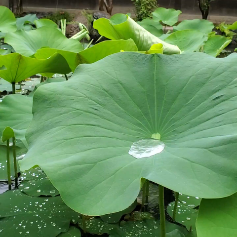 Water dancing on the surface of a lotus leaf.