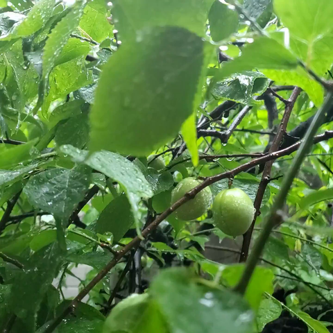 Rain falling on Nao-san's ume tree (the small ume are slowly ripening).