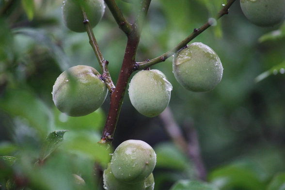 Ume fruit in a downpour.