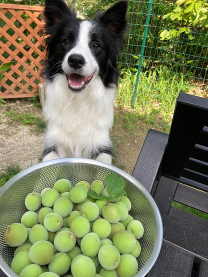 Luca the dog excitedly looks over his ume harvest.