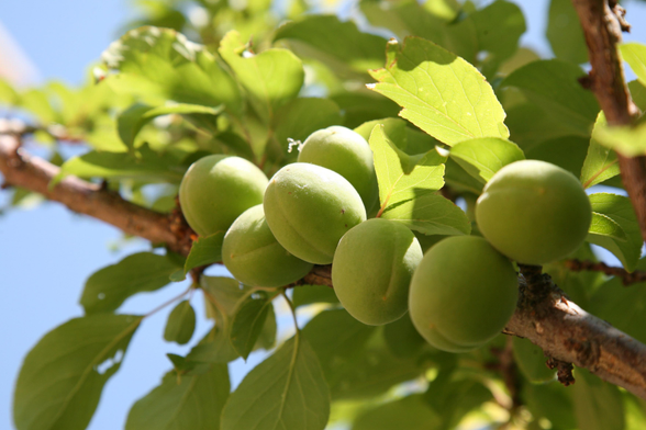 Ume fruit ripening in the sunshine.