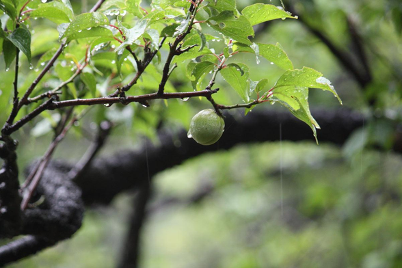 Ume fruit in a downpour.