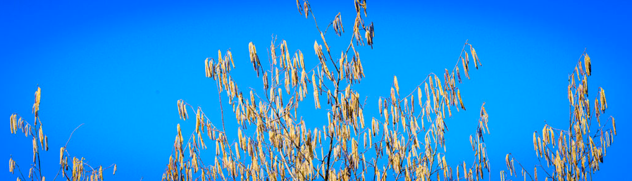 detail of a tree