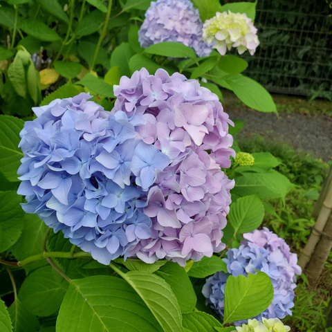 A two coloured (blue and purple), heart shaped hydrangea flower.
