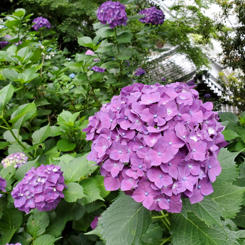 Gorgeous purple pinky hydrangea flowers.