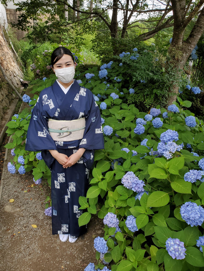 Nao-san amongst a blue hydrangeas in Yokoku-ji.