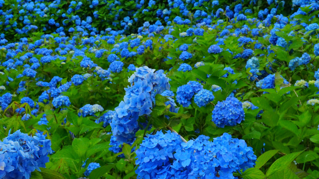 A field of blue hydrangeas.