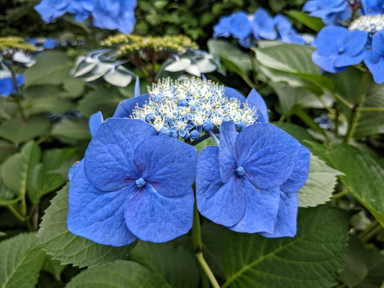 Blue hydrangeas.