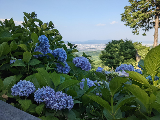 Blue hydrangeas in bloom far above Kyoto.