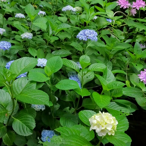 Hydrangeas at Yokoku-ji.