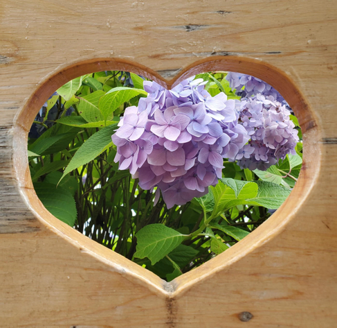 Hydrangeas through a heart shaped hole in a bench.