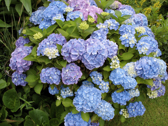 A gorgeous blue hydrangea bush.