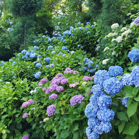 Hydrangeas at Yoshimine-dera.