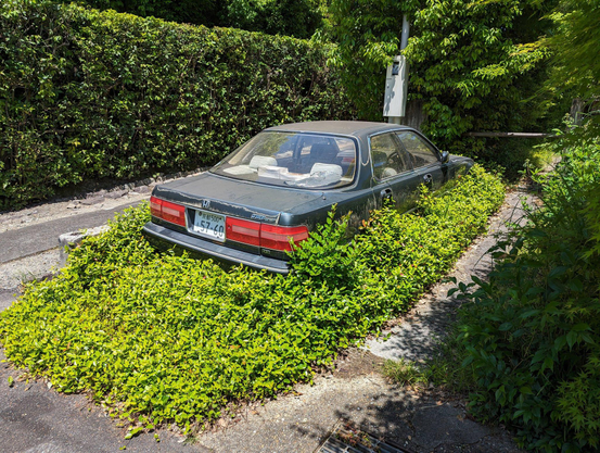 A car in the driveway of a house close to The Philosopher's Path is slowly being swallowed by undergrowth.