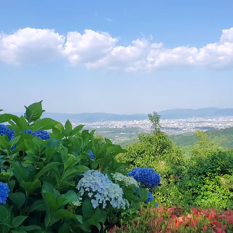 Hydrangeas in bloom far above Kyoto.