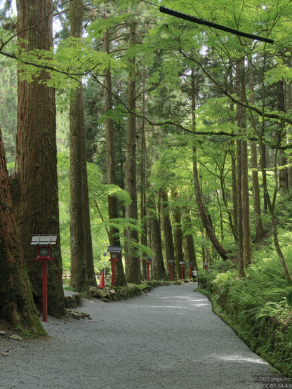 The walking road from the rear shrine to the main shrine, Kifune Shrine, Kyoto, Japan.