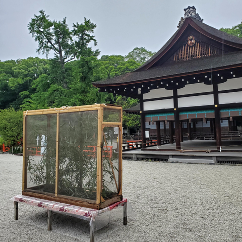 Fireflies are kept in a cage at Shimogamo-jinja, ready for evening when they will be released in a beautiful display.