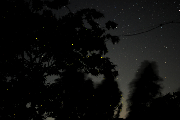 Fireflies at night.