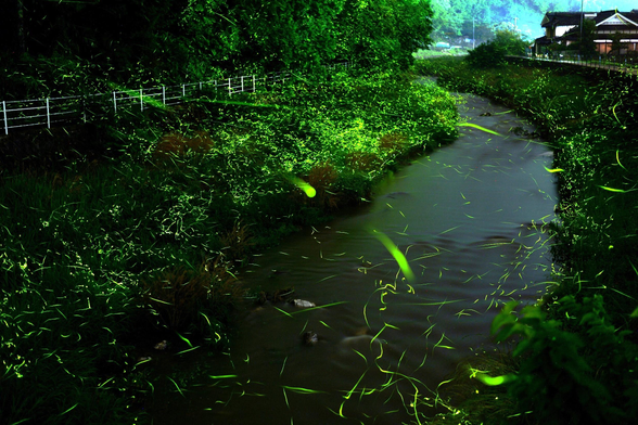 Fireflies at night.