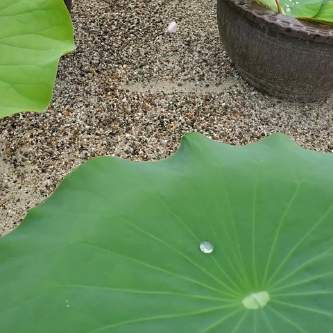 The mesmerizing, ultrahydrophobic surface of a lotus leaf😵‍💫👏😊