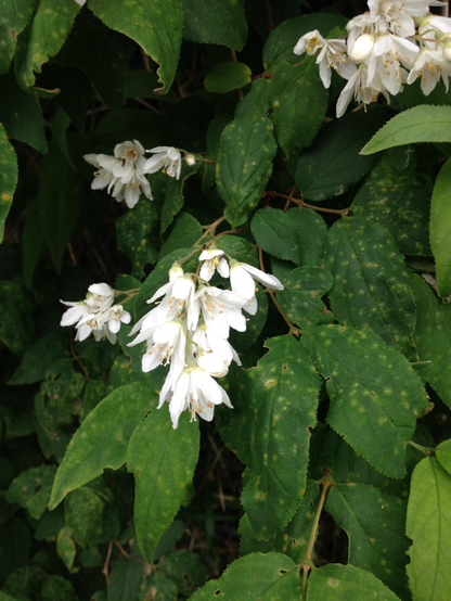 Deutzia flowers.