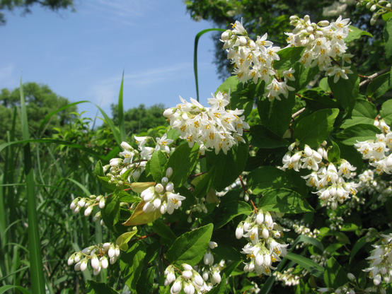 Deutzia flowers.