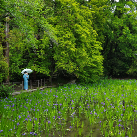 A rainy day at Ota-jinja's iris pond.