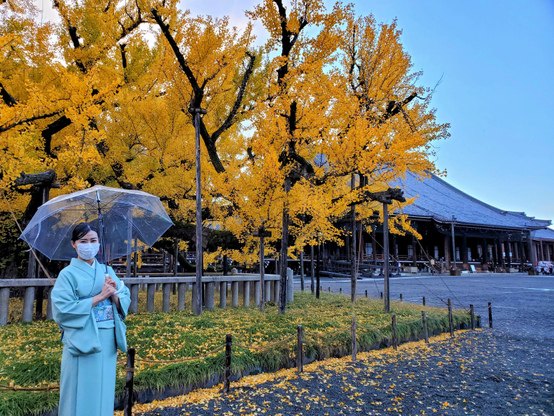 Nishi Hongan-ji's ginkgo looking spectacular in the rain.