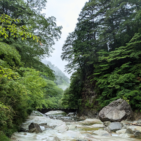面河渓谷の深緑のなかの橋の写真