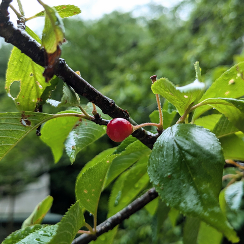 桜の実の写真