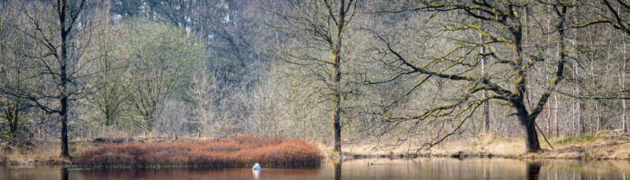 small pond in the early spring