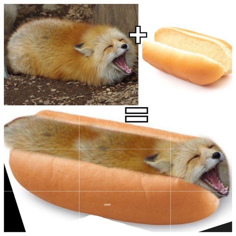 Picture of a Fox