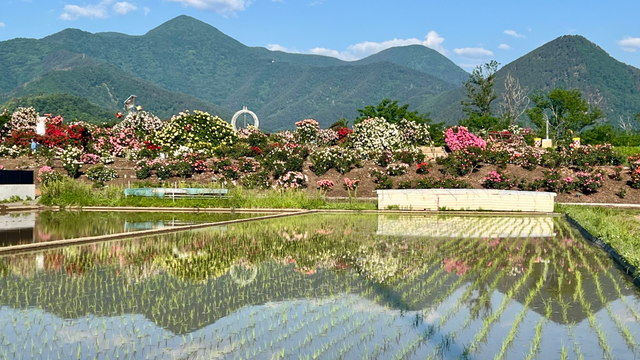 Flooded rice paddy in front of rose garden