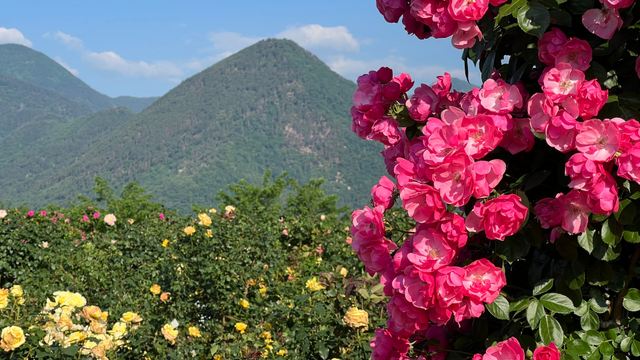 Pink roses on trellis in front of mountains 