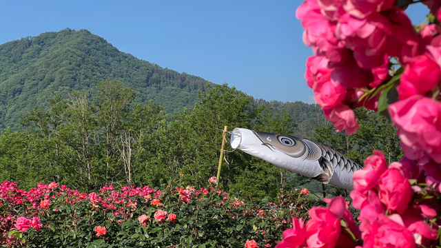 Pink roses with koinobori kite and mountains in background 